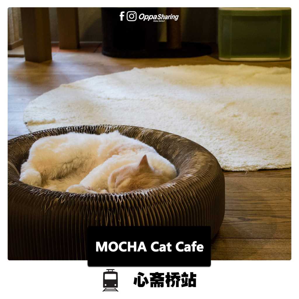 MOCHA Cat Cafe